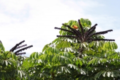 Tucano-1-de-1